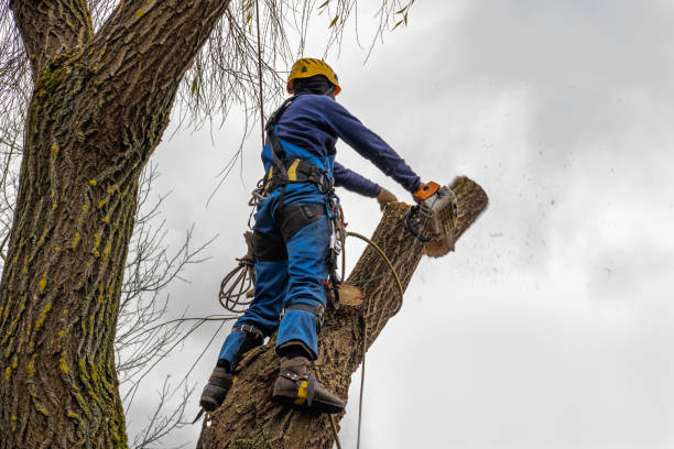 Tree Branch Trimming in Willow Grove, PA